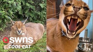 Meet Pumba the domesticated caracal  SWNS [upl. by Catherine348]