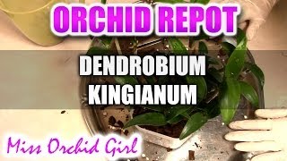 Repotting Dendrobium Kingianum Orchid [upl. by Rhona]