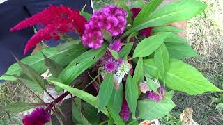 Beginners Guide To Harvesting Celosia Flowers [upl. by Nirret]