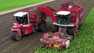 Bieten rooien  Beet harvest  Rüben roden  Vervaet Q 616  Vervaet Hydro Trike  Bietenoogst 2023 [upl. by Rasure]