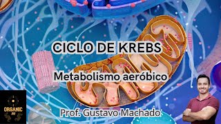 CICLO DE KREBS  Metabolismo aeróbico [upl. by Hartnett]