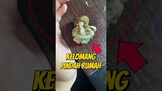 PENYEBAB KELOMANG COPOT DARI CANGKANG NYA 💡 kelomang kelomangdarat kelomangwarnawarni hewanunik [upl. by Aleak525]