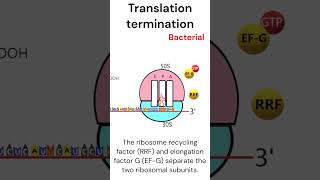 Prokaryotic Translation Termination animation biology [upl. by Xonel]