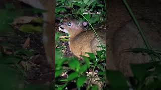 Expert Wildlife Watcher Spots RARE CHEVROTAIN in Rainforest [upl. by Outhe]