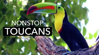 Nonstop Colorful Toucans On The Panama Fruit Feeders  Cornell Lab [upl. by Velick]