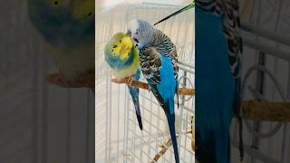 Happy budgies couple are courting each other ❤️ 🥰 budgies parakeet parrot [upl. by Rim]