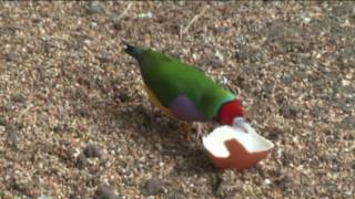 Gouldians Finches Love Egg Shells [upl. by Anasus]