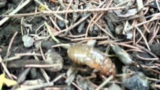 Cicada Invasion First Cicada Nymph Sighting in Summit NJ  May 10th 2013  HD [upl. by Nohsauq902]