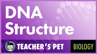 DNA Structure [upl. by Hulen]