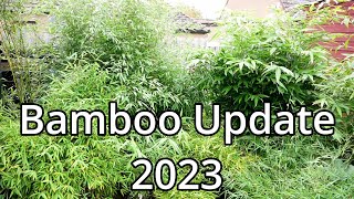 Bamboo Update 2023 [upl. by Bailar]