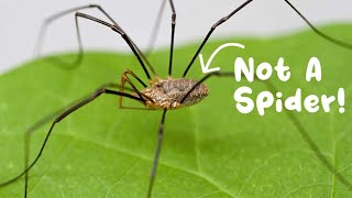 Daddy Long Legs Are Not Spiders Spiders vs Opiliones [upl. by Eladnwahs]