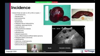 Zomedica sponsored webinar l Hemoperitoneum l Spleen l VetGuardian l July 17 2024 [upl. by Waal]