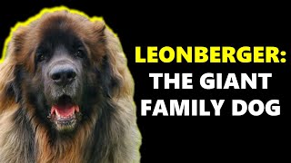 LEONBERGERS  Giant Family Dogs [upl. by Esaertal]