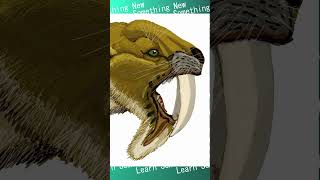 Thylacosmilus The SaberToothed Marsupial [upl. by Nnyl]