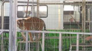 Amazing LigerLion and Rare Tigers Show MUST SEE [upl. by Leaj]