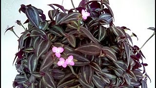 Tradescantia zebrina in bloom [upl. by Biancha624]