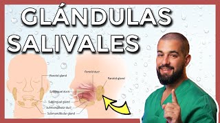 GLÁNDULAS SALIVALES mayores PARÓTIDA – SUBMANDIBULAR – SUBLINGUAL y sus conductos [upl. by Giamo]