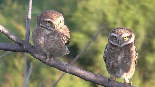 Spotted Owlet  khyberimages [upl. by Glynis]