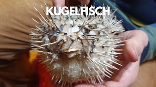 Kugelfisch aus Asien [upl. by Lynnea]