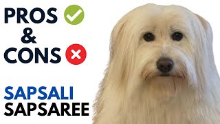 Sapsali 삽살이 Dog Pros and Cons  Sapsaree SapsaliSapsari Advantages and Disadvantages [upl. by Eillit333]