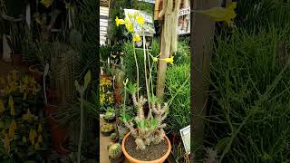 Pachypodium Horombense Plantasdaafrica gardem cactosbrasil [upl. by Aiceila]