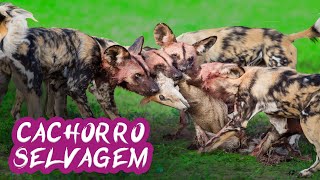 WILD DOG the greatest killers in the jungle Mabeco Lycaon pictus Animal Documentary [upl. by Enirehtahc331]