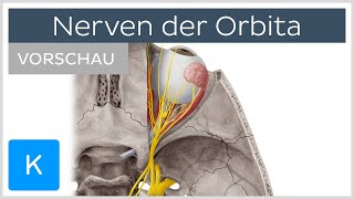 Augenhöhle Nerven der Orbita Vorschau  Kenhub [upl. by Arrek153]