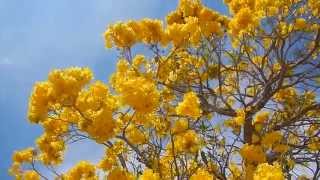 Tabebuia Tree  Blooming Yellow Flowers  Lake Worth FL [upl. by Yorgo]