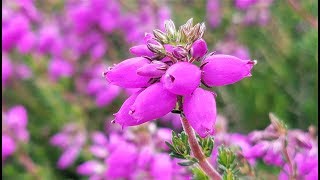 Best Flowering Shrubs  Erica cinerea Purple Beauty Bell Heath [upl. by Ayhdiv]