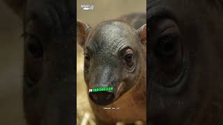 Babirusa  the weirdest pig in the world [upl. by Naor]