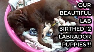 OUR LABRADOR GAVE BIRTH TO 12 BEAUTIFUL LAB PUPPIES [upl. by Oakman]