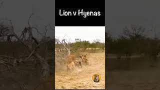 When Hyenas Take on the King of the Jungle [upl. by Mayes]