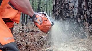 Husqvarna 572xp VS old growth short leaf pines megatrees husqvarna [upl. by Annaesor]