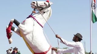 Horse Dancing At The Cattle Fair In Pushkar Rajasthan India [upl. by Alset]