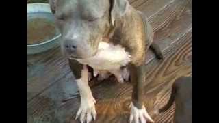 REAL AMERICAN BULLYS BANDOGS PUPPIES FOR SALES [upl. by Earehc909]