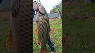 Carp fishing Big Fish BaitsSubscribe👍for more Videos [upl. by Solorac33]