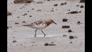 Rednecked Stint Blyth Northumberland 6621 [upl. by Schaffer]