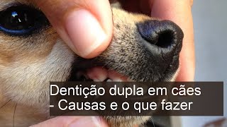 DENTIÇÃO DUPLA em cães  Causas e o que fazer [upl. by Aihsat968]