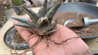 haworthia plant  haworthia propagation  succulent plants [upl. by Joao26]