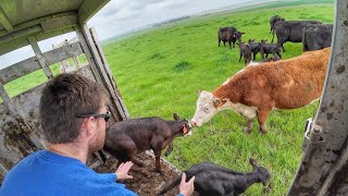 Cows and Calves head to Green Grass [upl. by Anicart536]