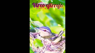 Vireo Ojirojo birds relaxing birdsounds pajaros cantodeaves shorts Nature Sounds Birds [upl. by Flossi]