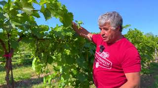 July Vineyard Update with Winemaker Philippe  Harvest is coming [upl. by Ayota]