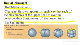 Cleavage holoblastic and meroblastic cleavage types of blastula effect of yolk on cleavage [upl. by Aniwde523]