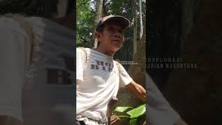 Part 6 KALBAR  Pohon durian besar peninggalan nenek moyang dari Suku Dayak [upl. by Arenat]