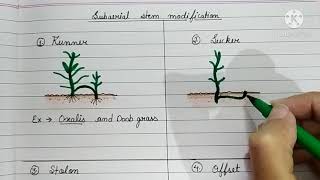 SubAerial Stem Modification  Runner Sucker Stolon Offset  BIOLOGY Bubble [upl. by Yrokcaz273]