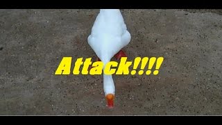 AGGRESSIVE GOOSE ATTACK [upl. by Nerrot]