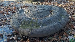 🐢 turtle rocks siderite nodules on the Illinois River [upl. by Donell648]