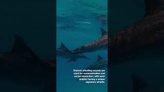 Details about Dolphins sounds [upl. by Leen686]