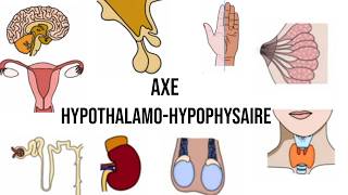 La physiologie de laxe hypothalamohypophysaire Endocrinologie [upl. by Atteval]