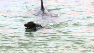 Orca encounter with diver and dog Orcas at Matheson Bay New Zealand [upl. by Adyol207]